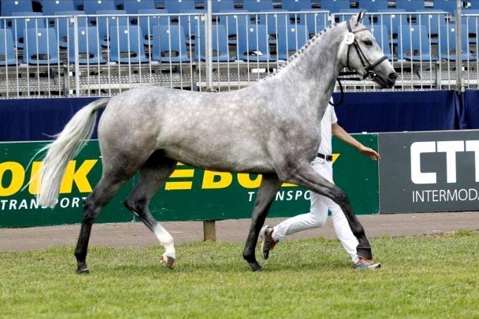 horse